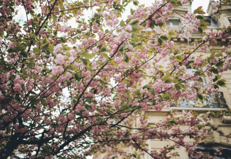 25 Best Places to See Cherry Blossoms in Paris (+ Practical Tips For